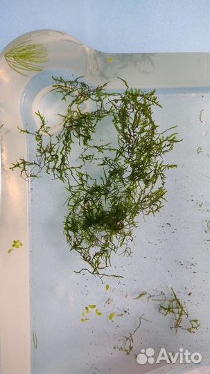 Аквариумные растения бесплатно