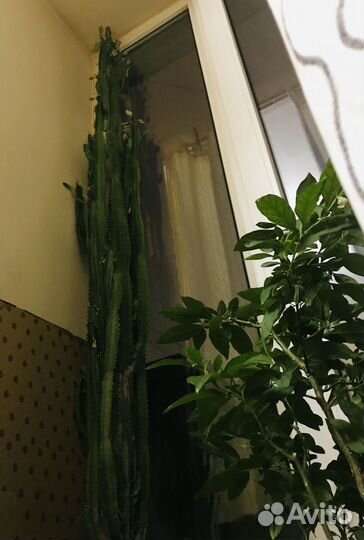 Крассула Эуфорбия паслён