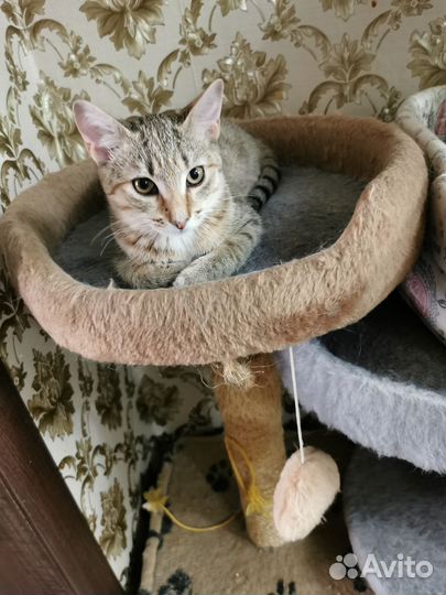 Кошки в добрые руки