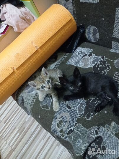 Котята в добрые руки бесплатно