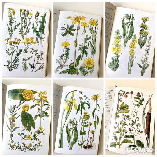 Ботаническая книга с иллюстрациями растения цветы