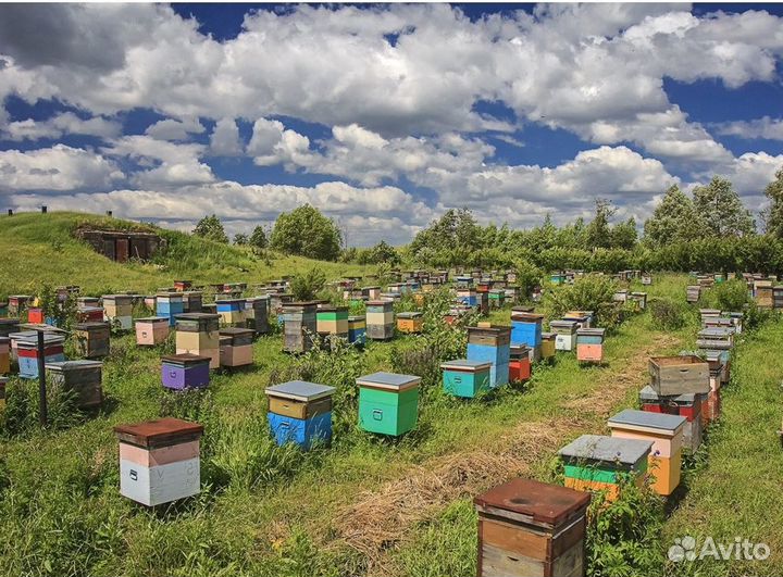 2024 Мед натуральный алтайский оптом