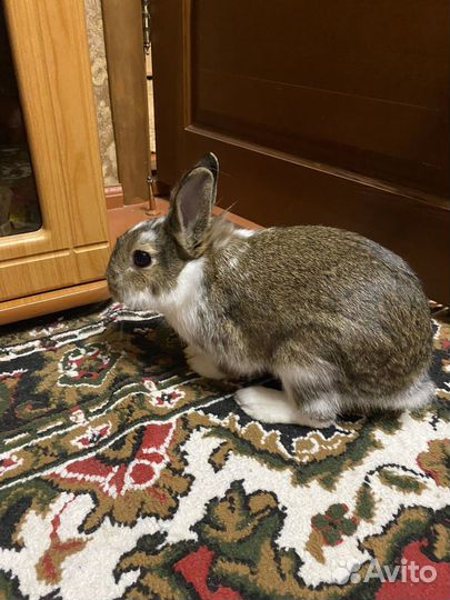 Домашние животные