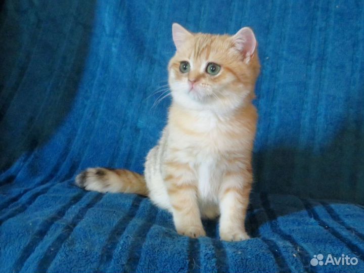 Мальчик золотой