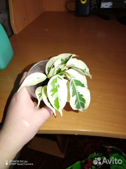 Фикус де гантель