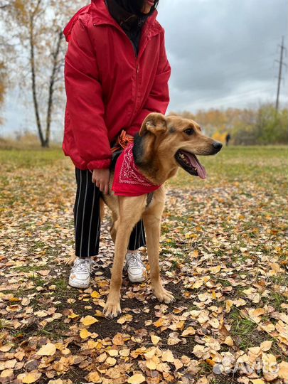 Добрый,красивый пес Брюс в приюте