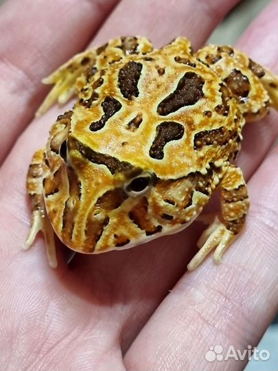 Лягушка рогатка