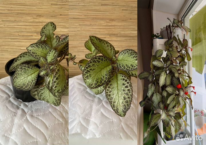 Комнатные цветы бесплатно