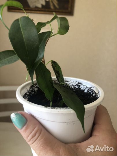 Фикус бенджамина