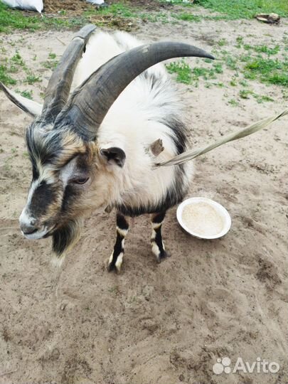 Дойные козы