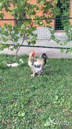 Куры и петухи брама