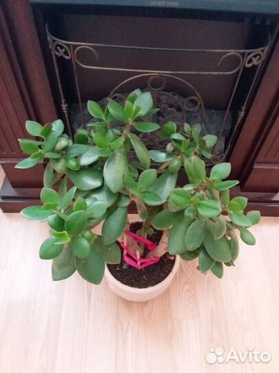 Денежное дерево, Толстянка, крассула