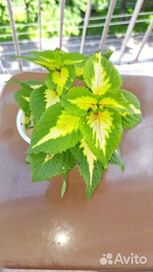 Колеус ростки укорененные, отростки