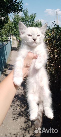 Продам котят по 500, вид:Сиамские девочки)