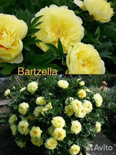 Пионы саженцы