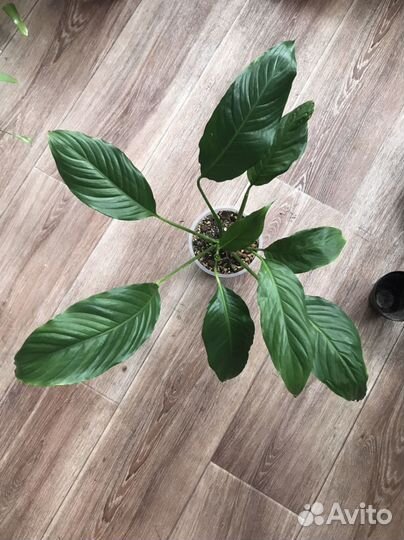 Комнатные растения цветы