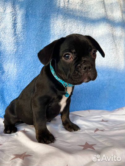 Французики флаффи