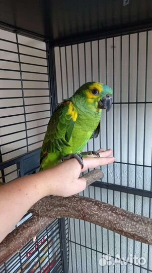 Амазоны ручные