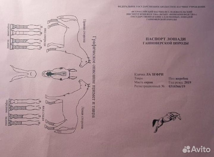 Жеребец Ганноверской породы