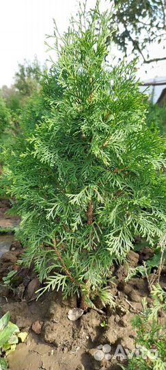 Туя колумна 50-60см-400р, 60-70-500, 70-80-700