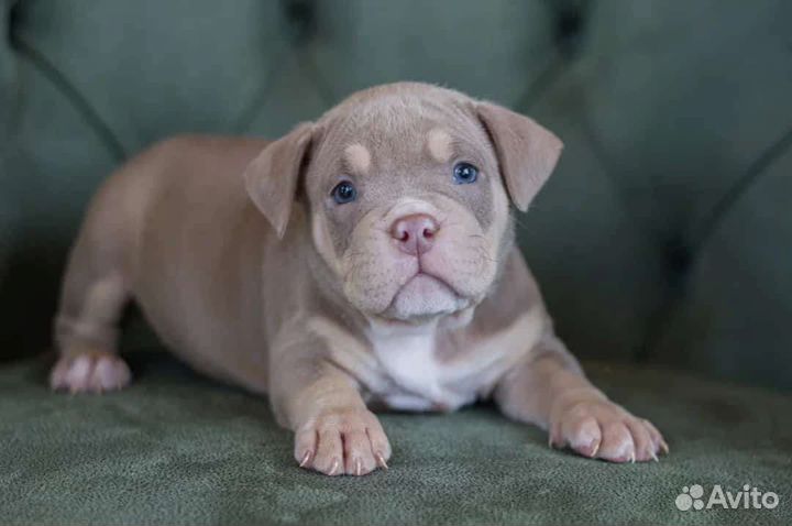 Щенок Американский булли Стандарт,Классик