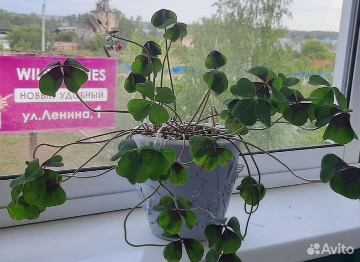 Оксалис Айрон крос (кислица),Пасхальник оранжевый