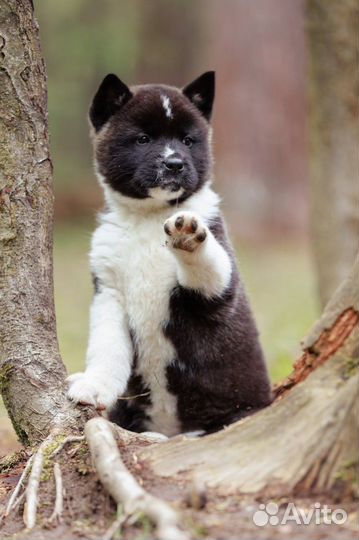 Щенки американской акиты