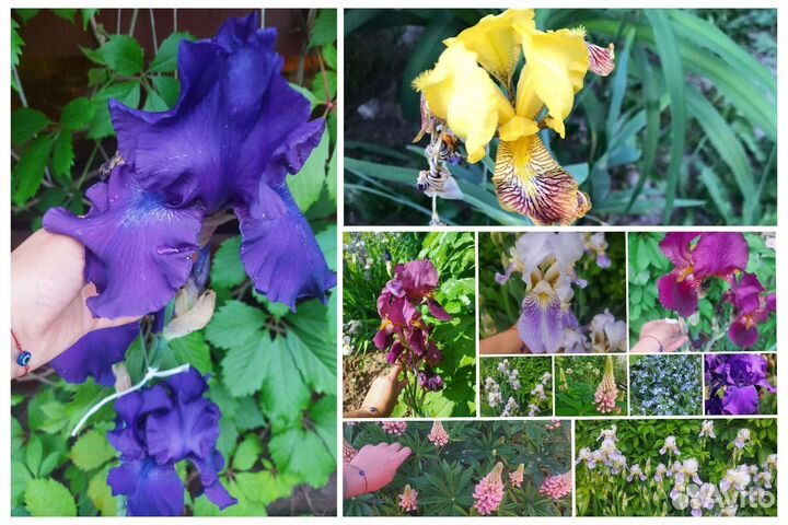 Рассада многолетних цветов. Флоксы Ирис Очиток