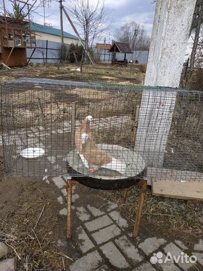 Продажа голубь