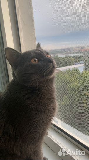 Котята в добрые руки бесплатно