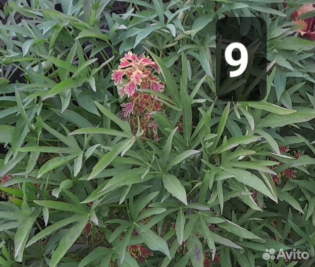 Ипомея батат рассада