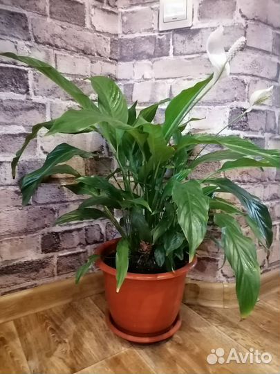 Спатифиллум