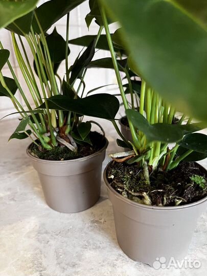 Комнатные цветы Антуриум