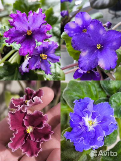 Детки/ стартеры сортовых фиалок