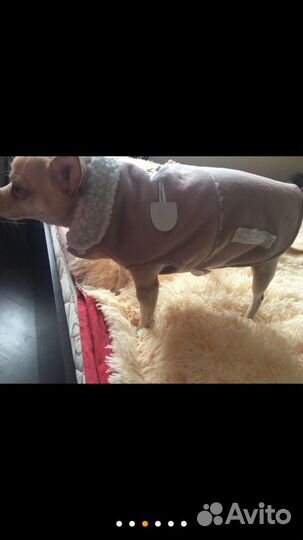 Одежда для собаки