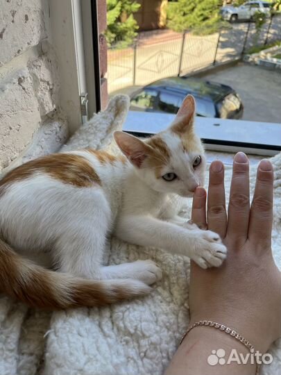 Рыжий с белым котенок