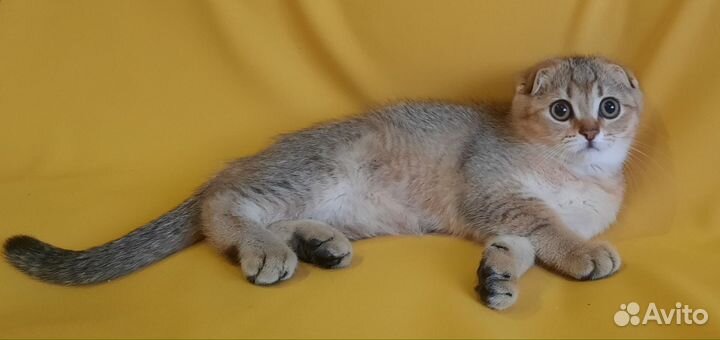 Шотландские котята