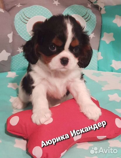 Кавалер Кинг Чарльз Спаниель щеночки