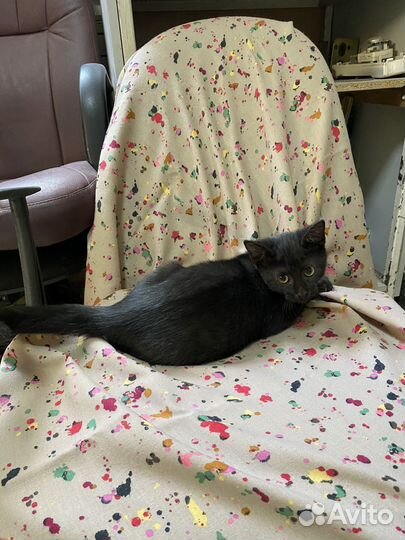 Котенок-девочка