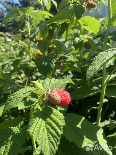 Саженцы малины