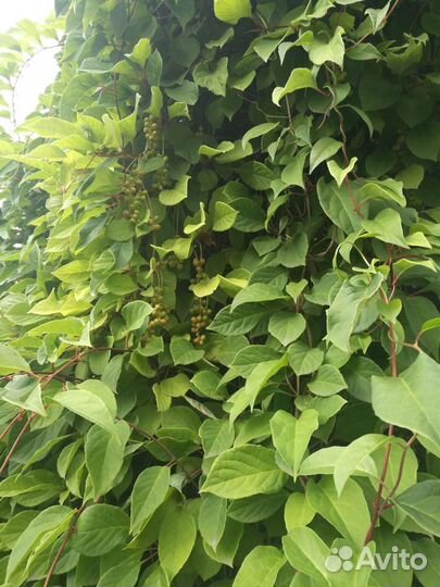 Лимонник китайский