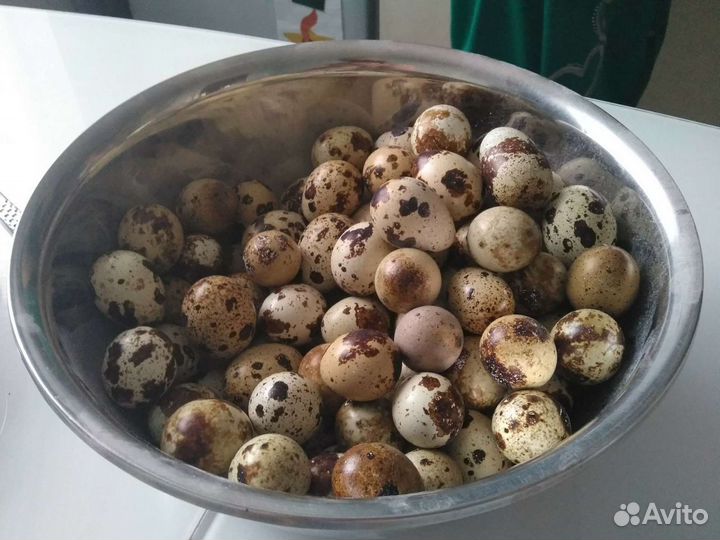 Яйца перепелиные