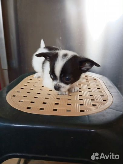 Продам щенков чихуахуа