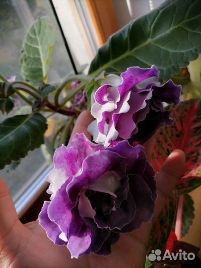 Глоксиния махровая