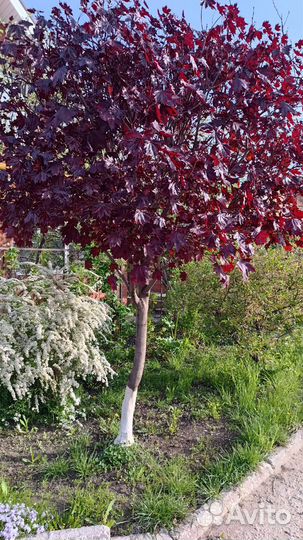 Красный клен