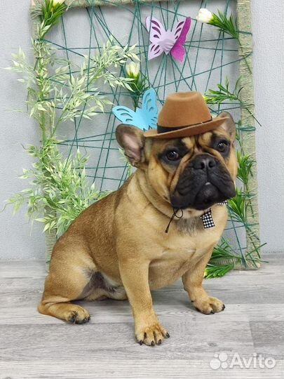 Вязка французский бульдог