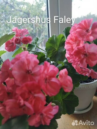 Продам срезы пеларгоний