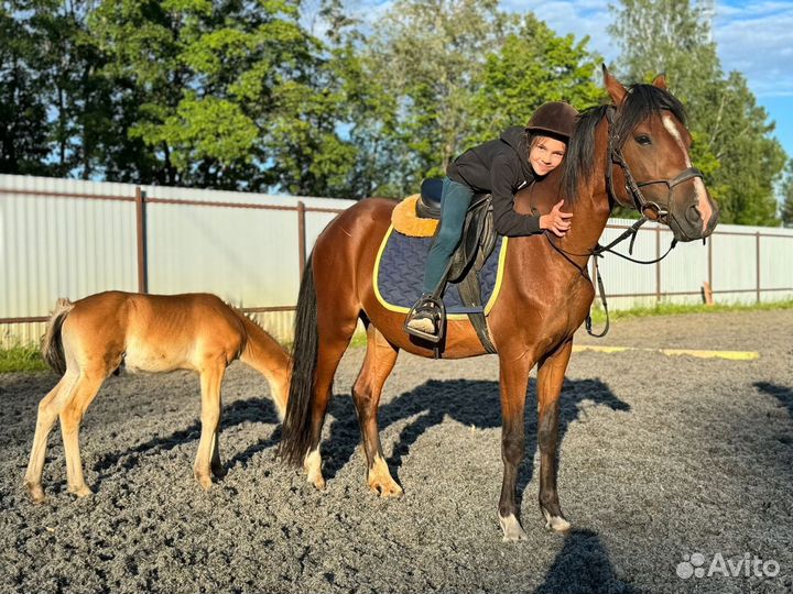 Уэльская кобыла