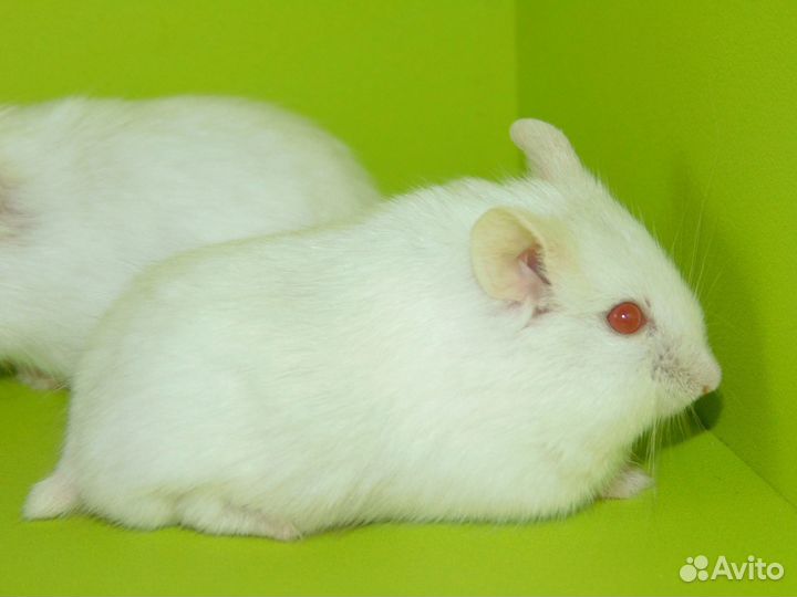 Карликовые хомяки. Кэмпы