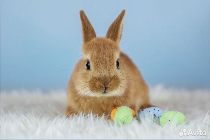 Кролик карликовый / Мини кролик